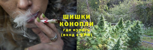 прущие грибы Осташков